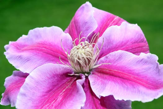 a beautiful clematis against a green grass background