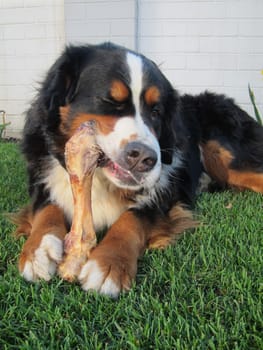 Bernese Mountain Dog lying facing the camera on a green lawn happily chewing a large bone held between its front paws