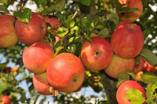 Apple tree