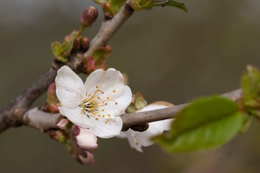 Flowering hawthorn