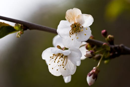 Flowering hawthorn