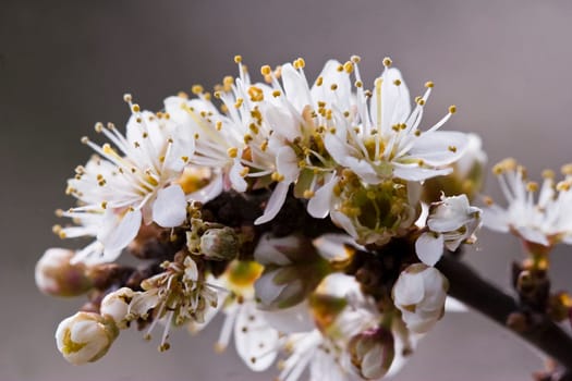 Flowering hawthorn
