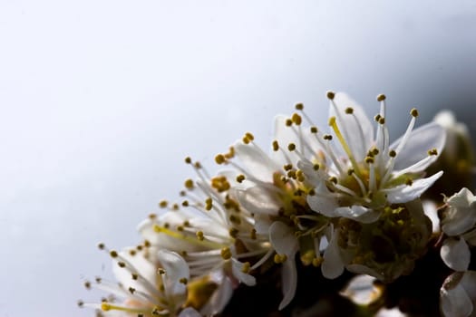 Flowering hawthorn