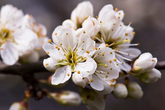 Flowering hawthorn
