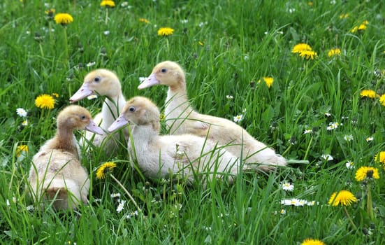 Gosling
