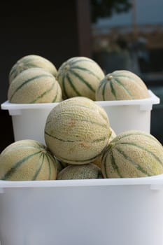 Fresh Cantaloupe melons on a fruit crate