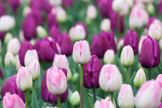 Flower bed tulips,in the colors purple and pink