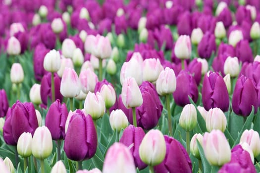 Flower bed tulips,in the colors purple and pink