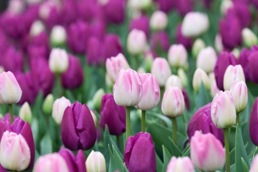 Flower bed tulips,in the colors purple and pink