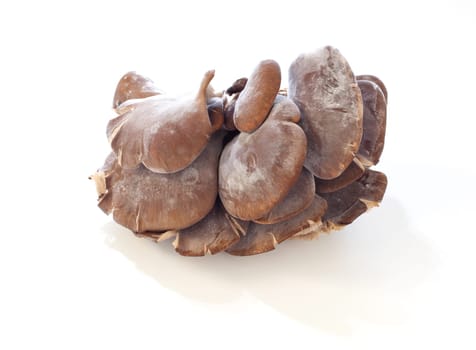Mushrooms on white background