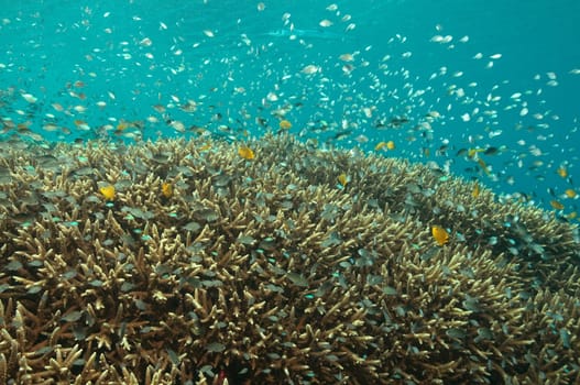 Damselfish