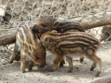 Three newborn youngsters at Sababurg Zoo