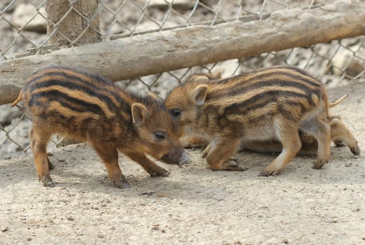 Three newborn youngsters at Sababurg Zoo