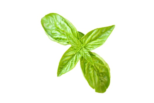 Basil leaves on white backround
