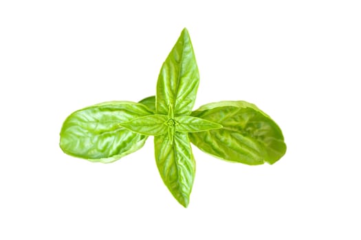 Basil leaves on white backround
