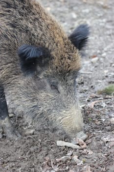 Wild boar at Sababurg Zoo