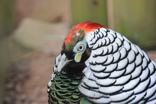Diamond pheasant at Sababurg Zoo