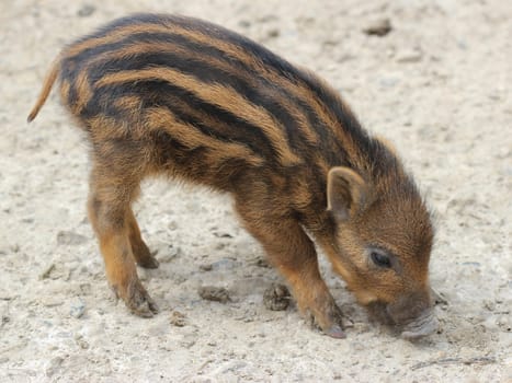 Newborn piglet at Sababurg Zoo