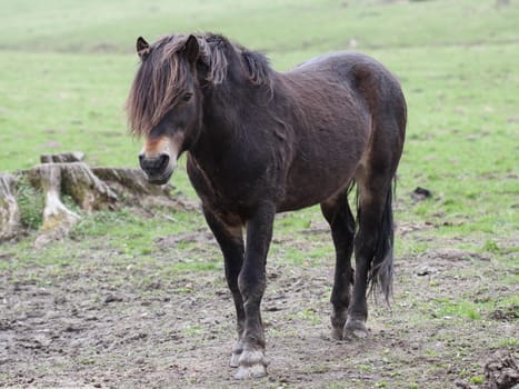 Exmoor pony stallion at Sababurg Zoo