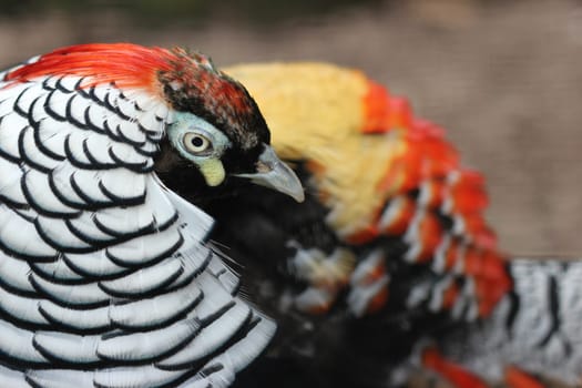 Diamond pheasant at Sababurg Zoo