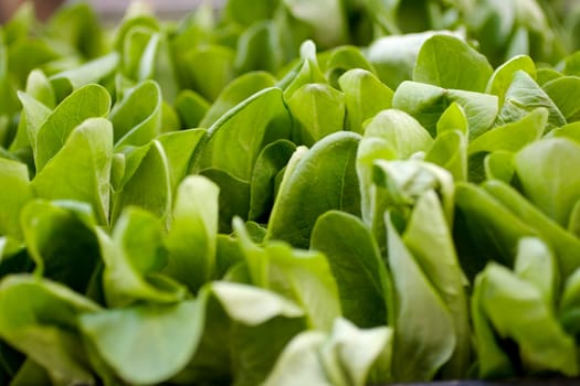Photo of fresh young lettuces