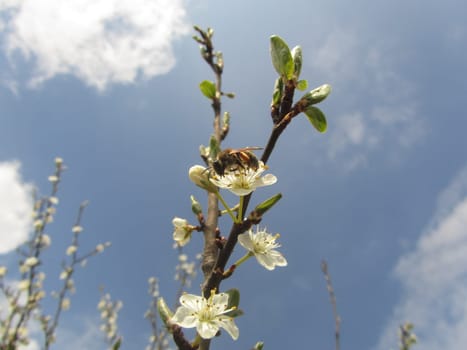 Wild plum - Prunus