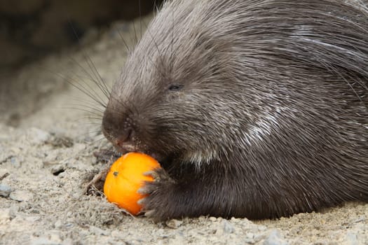 Crested porcupine