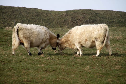Galloway cattle