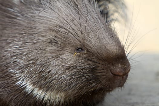 Crested porcupine