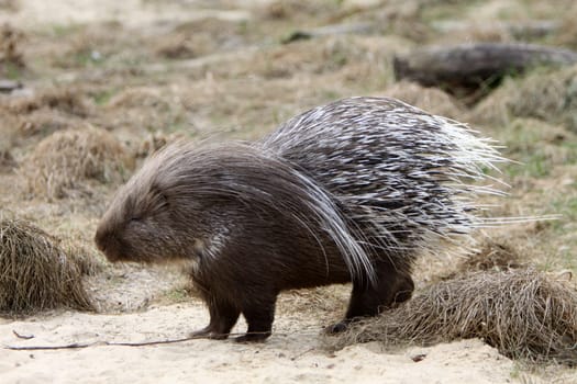 Crested porcupine