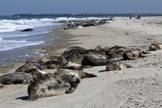 Grey seals