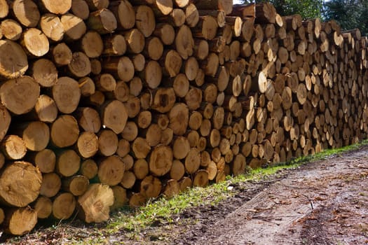A stack of freshly cut timber