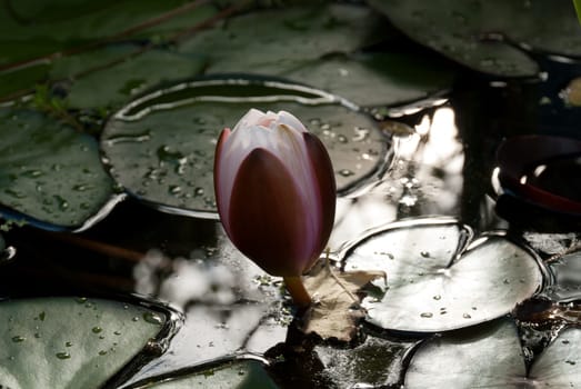 water lily in a pond in Cornwall