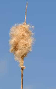 Reed bulbs
