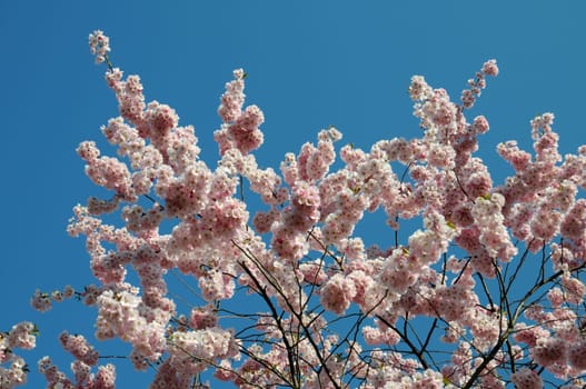 Japanese ornamental cherry