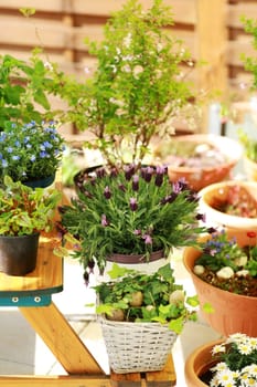 Outdoor flower pots for small garden, patio or terrace