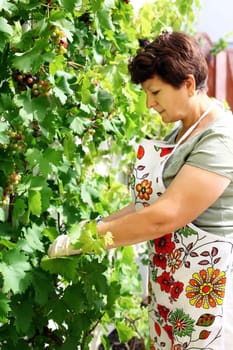 Detail of pruning wine grapes for better fruit growth