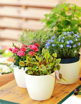 Outdoor flower pots for small garden, patio or terrace