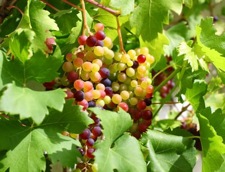Unripe grapes and vine leaves close up