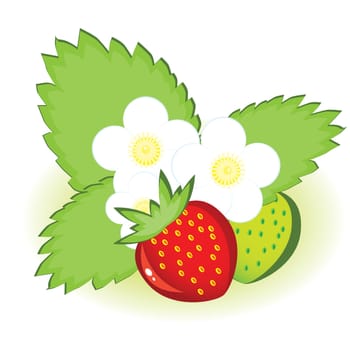 Ripe strawberries and green with flowers. Illustration on white background