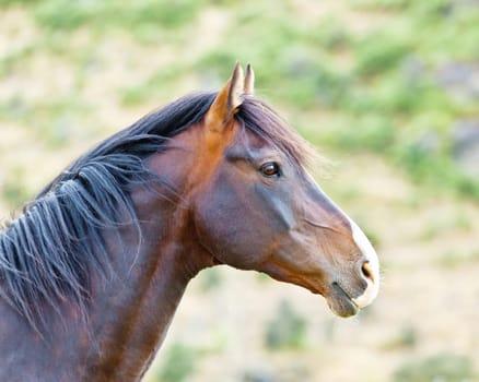 Horse portrair on natural background