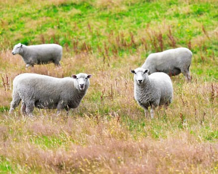 Flock of sheeps on the meadow