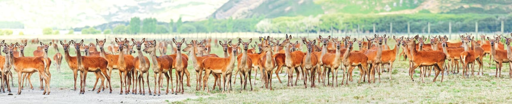 Flock of deers on the meadow. Panorama