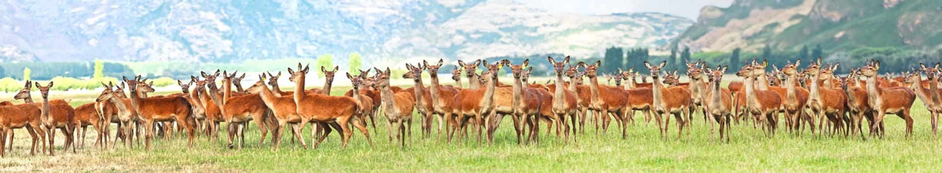 Flock of deers on the meadow. Panorama