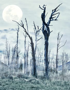 Spooky forest with dry trees and moon