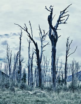 Spooky forest with dry trees