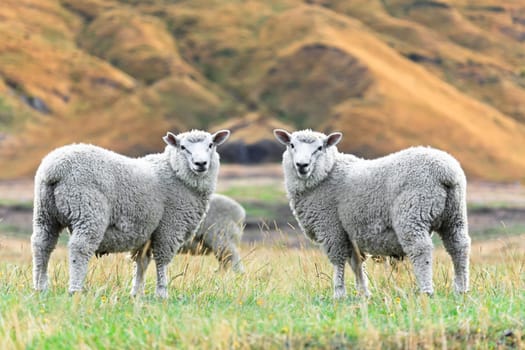 Flock of sheeps on the meadow