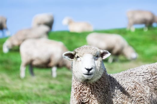 Flock of sheeps on the meadow