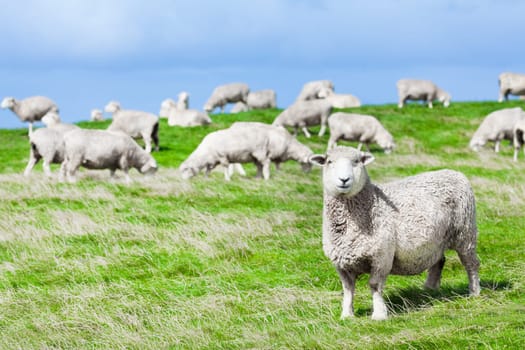 Flock of sheeps on the meadow