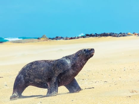Wildlife photo of a New Zealand sea lion